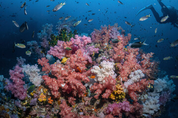 Fototapeta na wymiar Beautiful soft coral reef and many fish photography in deep sea in scuba dive explore travel activity underwater with blue background landscape in Andaman Sea, Thailand
