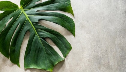 shadow background of tropical monstera leaf overhead view