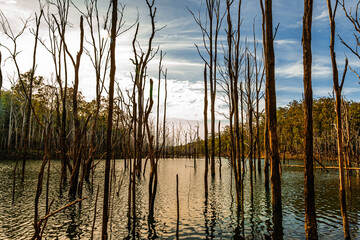 Flooded Forest and Bridge