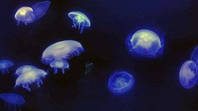 Jelly Fish swimming in water
