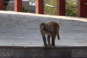 Monkey winking it's one eye while climbing down the stairs at Swayambhunath, Kathmandu, Nepal