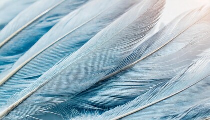 airy soft fluffy wing bird with white feathers close up of macro pastel blue shades on white background abstract gentle natural background with bird feathers macro with soft focus
