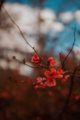 spring flowers in the Indianapolis zoo, usa