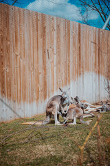 kangaroos in the Indianapolis zoo, usa