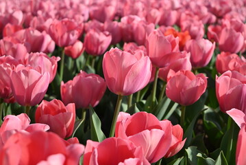 field of pink tulips blossoms in sunny day in the garden