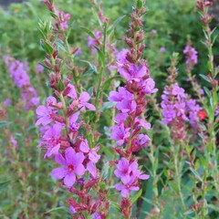 秋にミソハギが紫色の花を咲かせています