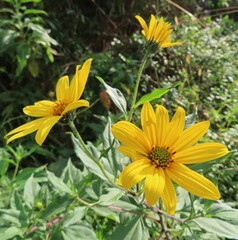 冬にキクイモが黄色の花を咲かせています