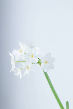 Paperwhite Flower