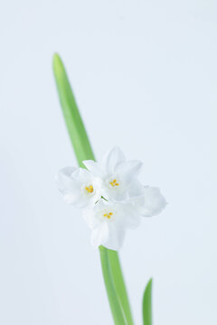 Paperwhite Flower