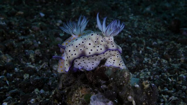 A couple of nudibranchs (sea slugs) - Hypselodoris pulchella and Hypselodoris tryoni. Underwater macro life of Tulamben, Bali, Indonesia. 4k video.