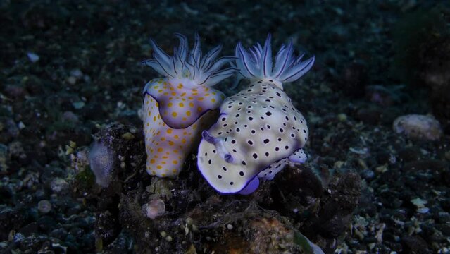 A couple of nudibranchs (sea slugs) - Hypselodoris pulchella and Hypselodoris tryoni. Underwater macro life of Tulamben, Bali, Indonesia. 4k video.