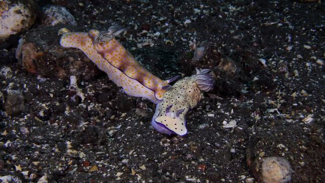A couple of nudibranchs (sea slugs) - Hypselodoris pulchella and Hypselodoris tryoni. Underwater macro life of Tulamben, Bali, Indonesia. 4k video.