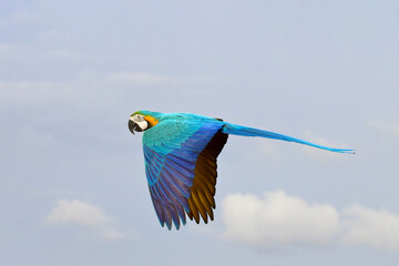 Colorful Macaw parrot flying in the sky. Free flying bird