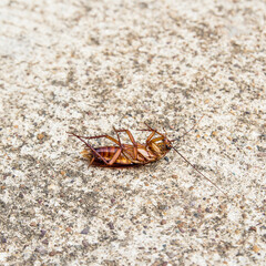 Close up cockroach dead on a floor