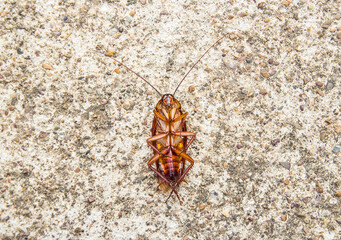 Close up cockroach dead on a floor
