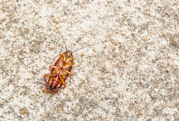 Close up cockroach dead on a floor