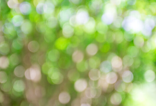 Blur image of abstract bokeh of green tree color