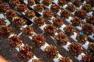 Salad farm vegetable red oak lettuce. Close up fresh organic hydroponic vegetable plantation produce red green salad hydroponic cultivate farm. Red oak lettuce salad in green Organic plantation Farm.