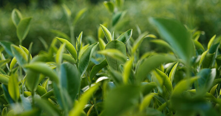 Green tea tree fresh leaves in eco herbal farm. Tree tea plantations in morning sun light. Freshness herbal natural garden farmland. Drinking organic relax heath plant. Green tea tree in farm