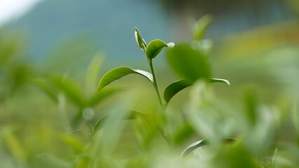 Green tea tree fresh leaves in eco herbal farm. Tree tea plantations in morning sun light. Freshness herbal natural garden farmland. Drinking organic relax heath plant. Green tea tree in farm