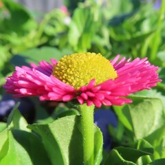 冬にデイジーがピンク色の花を咲かせています
