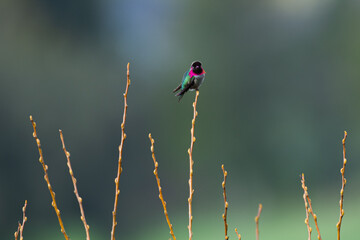 Male Anna's Hummingbird perching a the top of a willow tree at Nagasawa Community Park