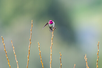 Male Anna's Hummingbird displays pink head at the top of a willow tree at Nagasawa Community Park