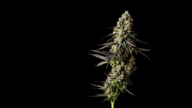 Rotating cannabis cola on black background