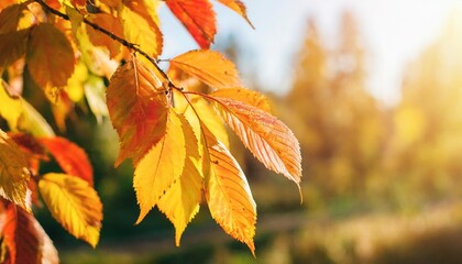 fall wide banner beautiful autumn yellow and red foliage in golden sun landscape falling leaves natural background copy space selective focus
