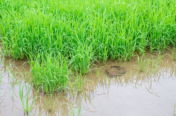 rice seedlings in paddy rice