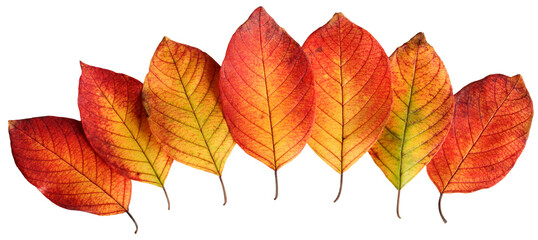 seven isolated autumn fallen leaves in a row, cut from the background. yellow-orange leaves....