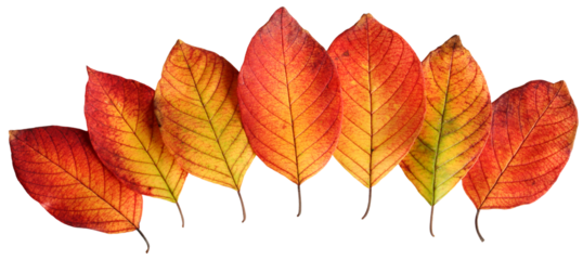 seven isolated autumn fallen leaves in a row, cut from the background. yellow-orange leaves. herbarium.