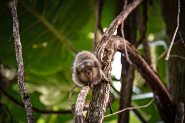 A Curious Baby White-Tufted Marmoset (Callithrix jacchus) on a Tree in Rio de Janeiro, Brazil