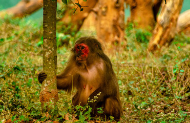 baboon sitting on a rock
