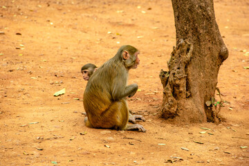mother and baby baboon