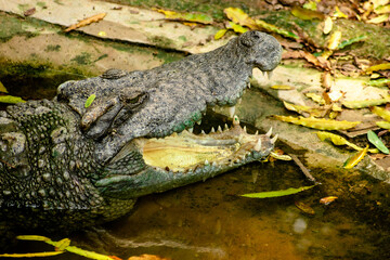 alligator in the everglades