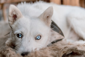 Perro blanco mestizo lobo de ojos azules recostado en horizontal