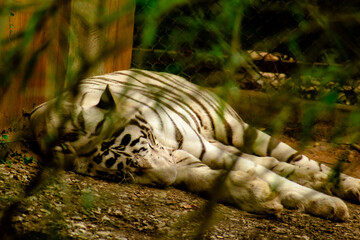 white tiger sleeping in the zoo