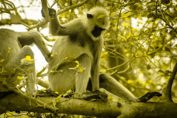 a long tailed macaque sitting on a branch