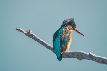 King Fisher is sitting on a branch peacefully. King fisher bird while hunting the fish and its fish...