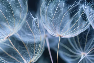  Delicate details of dandelion seeds up close, highlighting their structure and fragility. © Degimages