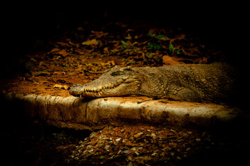 alligator in the everglades