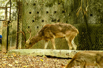 deer in the woods