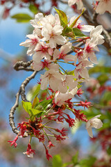 Cherry blossom, Sakura, Osaka, Japan