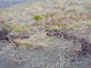 Tussock grass at the beach