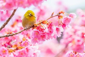 桜に舞うメジロ