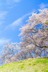 Naklejka premium 桜と青空