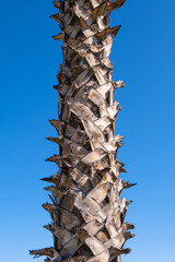 Palm tree trunk with pruned branches. blue sky background. Cabbage Palm (Sabal palmetto)