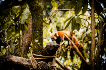 lizard on a tree