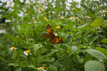 Obraz na płótnie Canvas Butterflies in the daisy garden
